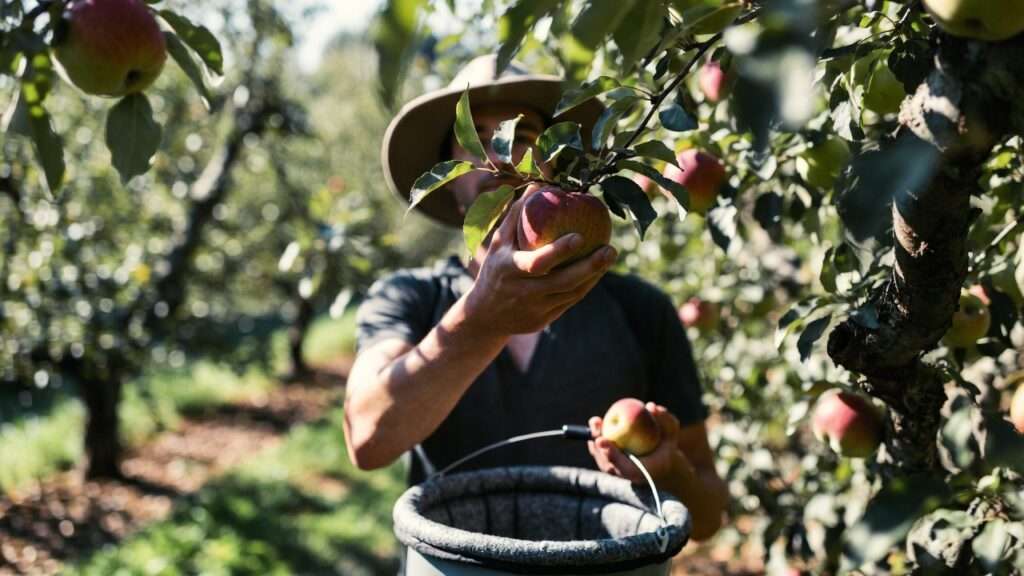 bruising prevention when picking fruit