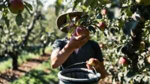 bruising prevention when picking fruit