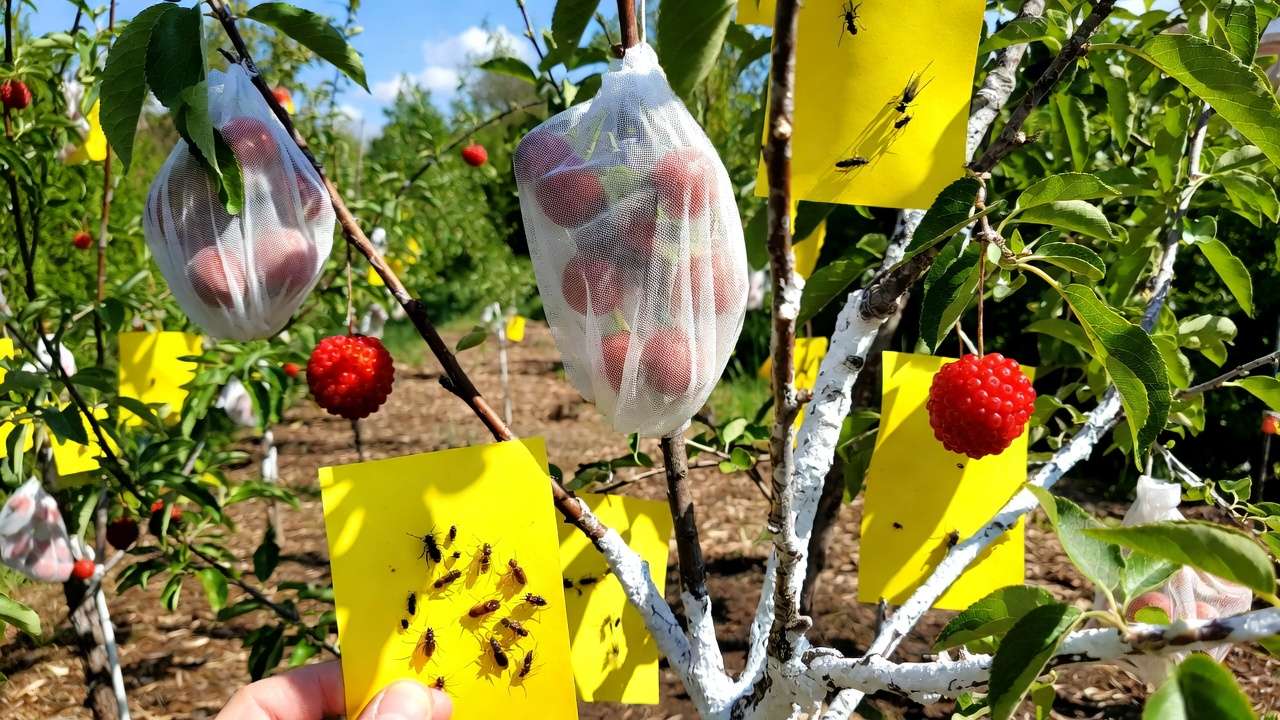 Mechanical pest control methods in home orchards: fruit bagging, sticky traps, pheromone lures, and kaolin clay barrier on fruit trees