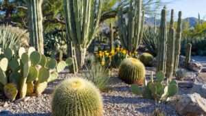 cacti as ornamental shrubs
