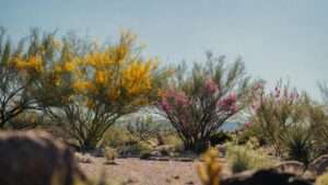 choosing desert-adapted trees for landscaping