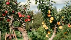 choosing heirloom vs. hybrid fruit trees