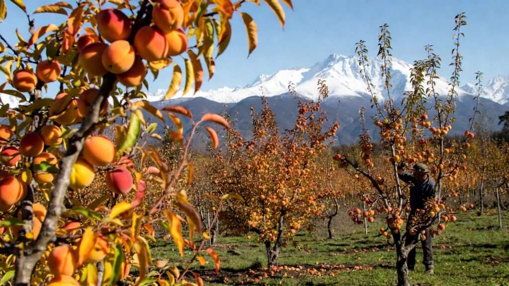 cold-hardy apricot and peach trees