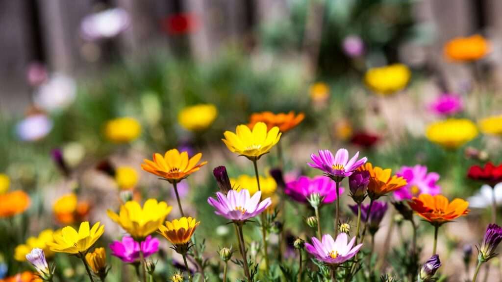 colorful xeric flowers for summer