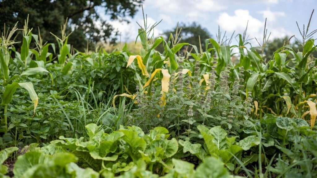 companion planting for sustainability