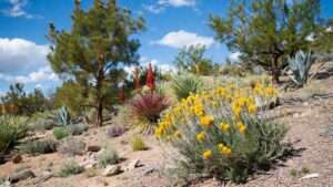 cool desert climate plant list