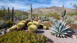 desert climate cactus and succulent combos