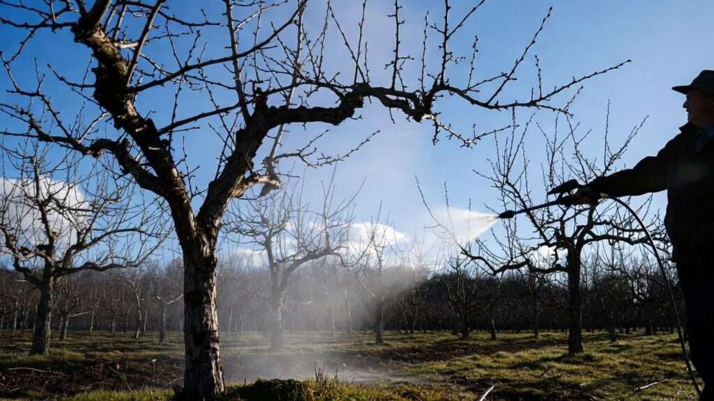 dormant oil spray for fruit trees