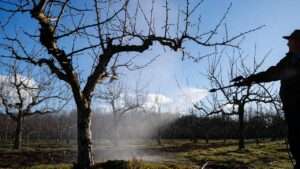 dormant oil spray for fruit trees