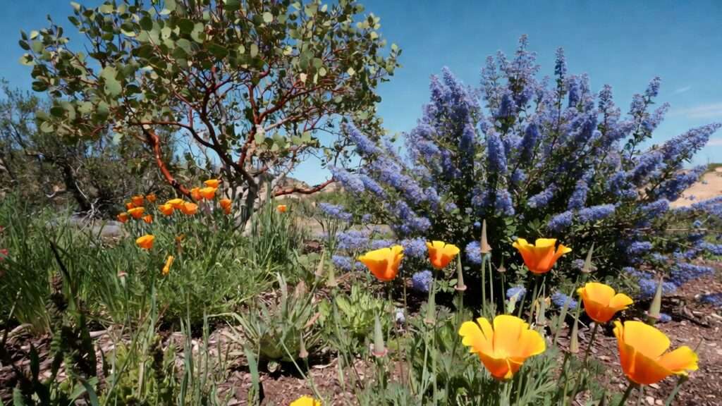 drought-tolerant plants for California gardens
