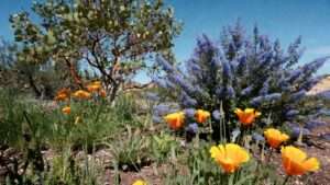 drought-tolerant plants for California gardens