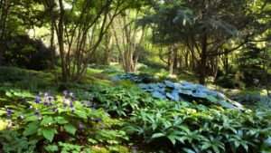 dry shade plants for under trees