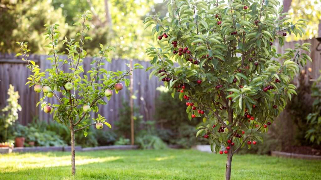 dwarf vs. standard fruit tree rootstocks
