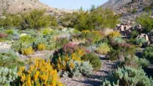 fertilizing minimally in xeriscapes