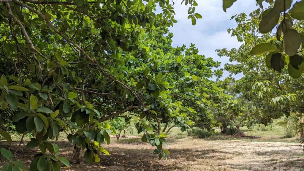 finding shade trees that need little water