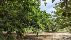 finding shade trees that need little water
