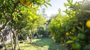 finding the right citrus tree for your zone