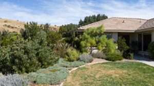 fire-resistant landscaping plants