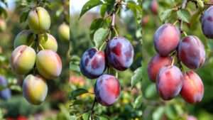 flavor profiles of popular plum varieties