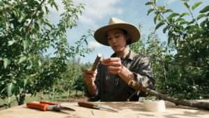 grafting basics for home orchardists