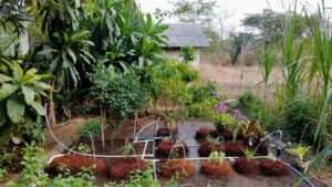 greywater reuse in home gardens