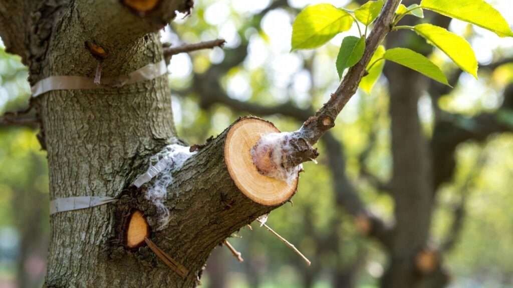 healing and aftercare of graft unions