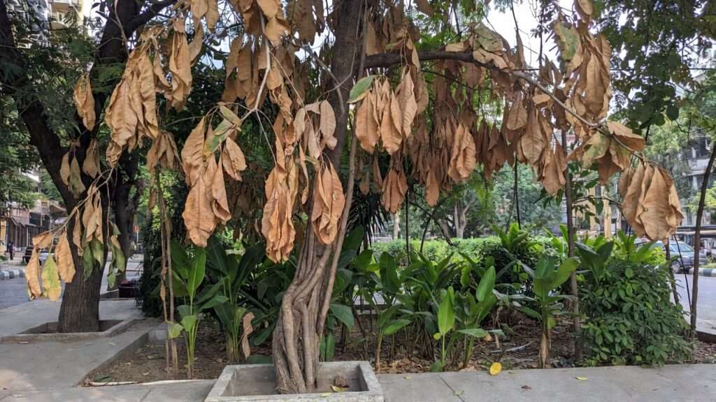 heat island effect on urban plants