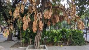 heat island effect on urban plants