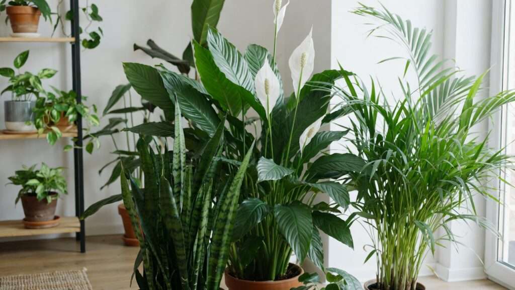 houseplant combinations to boost indoor air