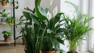 houseplant combinations to boost indoor air