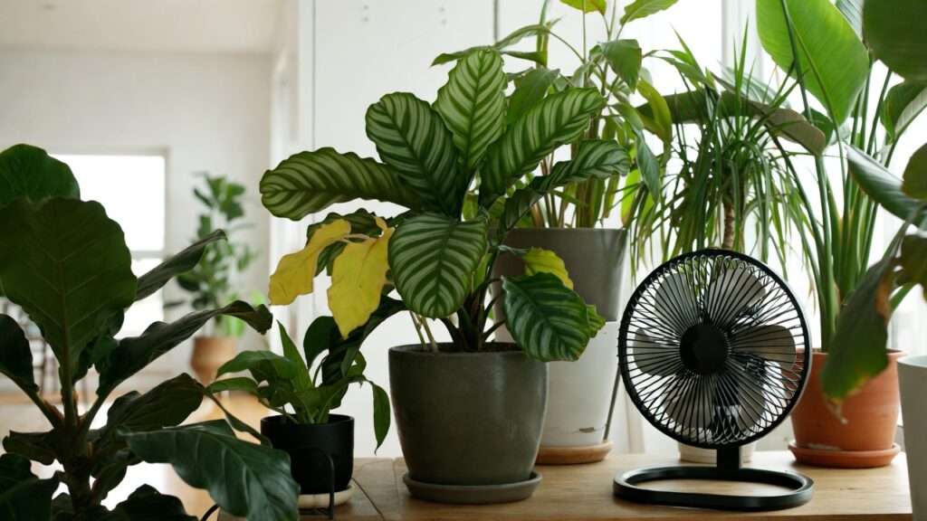 houseplants and better air circulation
