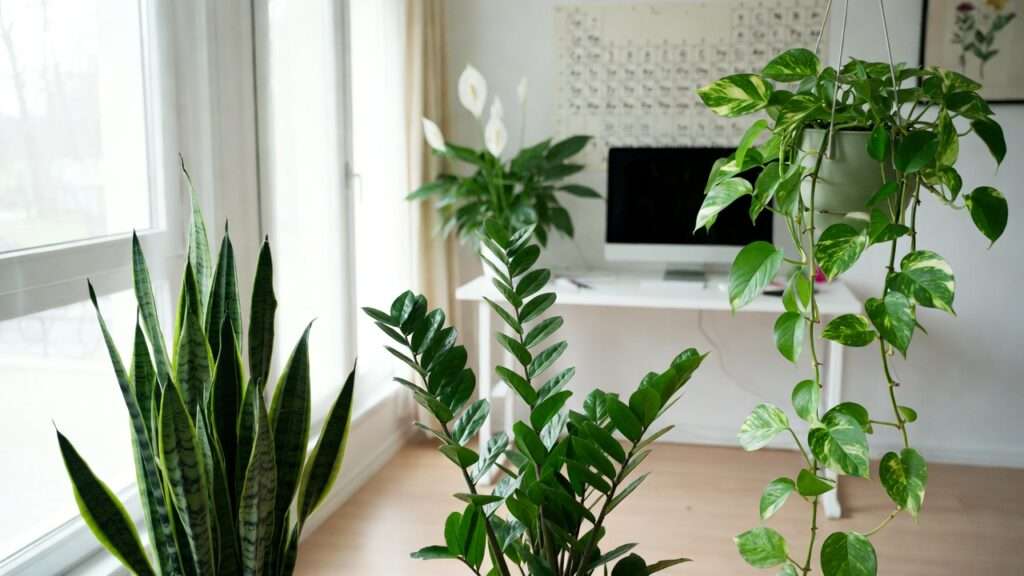 houseplants for boosting productivity