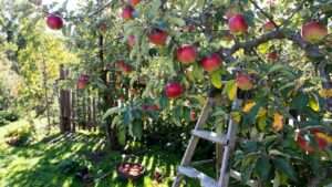how to pick disease-resistant apple varieties