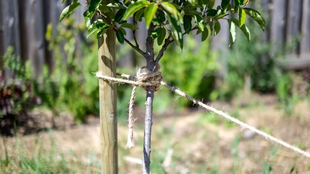 how to stake newly planted fruit trees
