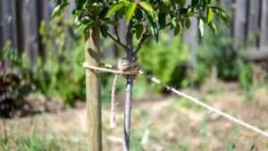 how to stake newly planted fruit trees
