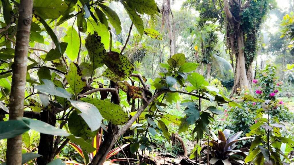 identifying and treating fungal infections