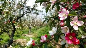 identifying male vs. female flowers on fruit trees