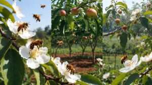 importance of pollinators in fruit production