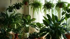 indoor plants that help with humidity balance