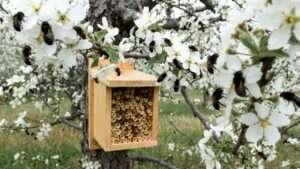 introducing mason bees for orchard pollination