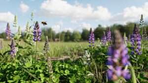 lawn alternatives for eco-conscious homeowners