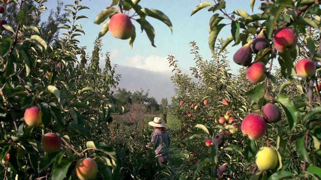 low-chill fruit trees for warm climates