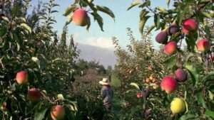 low-chill fruit trees for warm climates