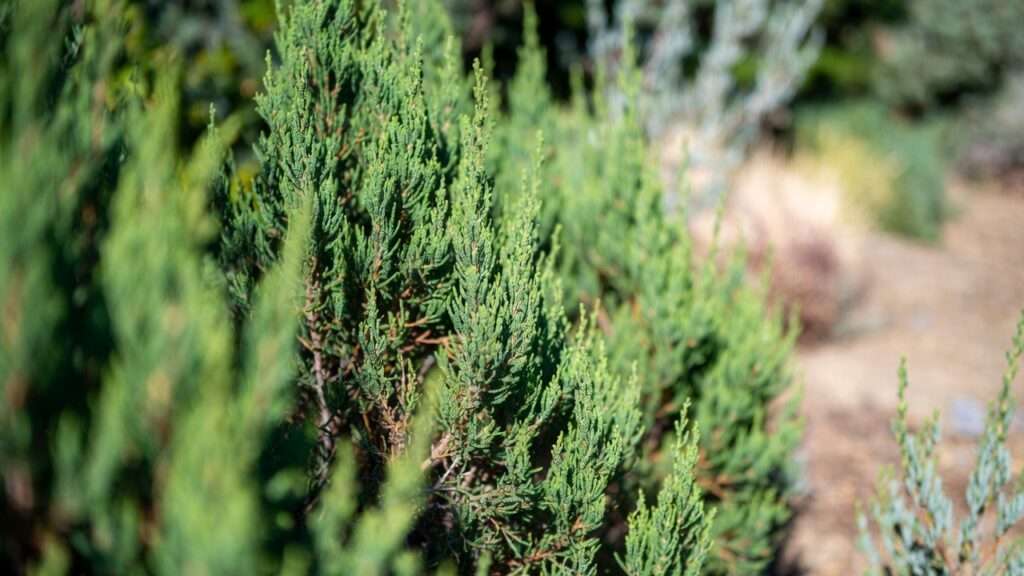 low-water evergreen shrubs