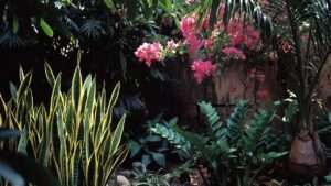 low-water tropical plants for humid heat