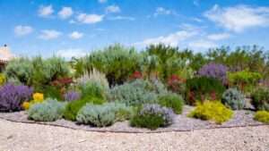 maintenance tips for xeriscaped yards