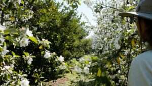 monitoring fruit set and drop