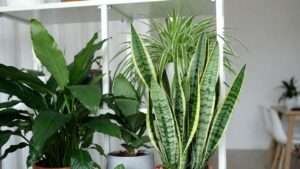 most effective plants for indoor pollution