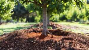 mulching around fruit tree trunks