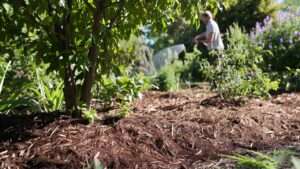 mulching strategies to conserve moisture